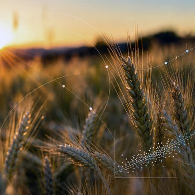 Die CO₂-Konzentration der Atmosphäre steigt. Welche Folgen das für Weizen hat, betrifft nicht nur Wachstum und Ertrag: Auch die Zusammensetzung des Korns kann sich verändern. Wie genau, das zeigt eine unter Beteiligung des Forschungszentrums Jülich durchgeführte Freilandstudie. (Bild: Lukas Tennie)