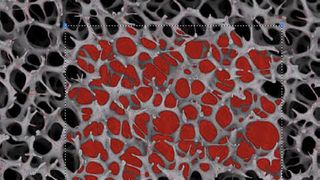  (Bild: L.O.T. Oriel)