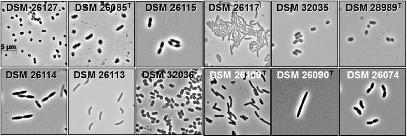 Lichtmikroskopische Bilder von Bakterien aus dem Darmmikrobiom der Maus(Bild:  DSMZ)