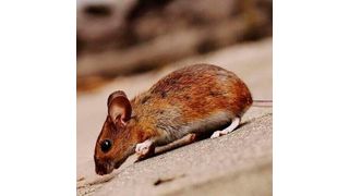 Researchers tested what factors improve or worsen the quality of sleep in mice.  (Source: Pixabay)