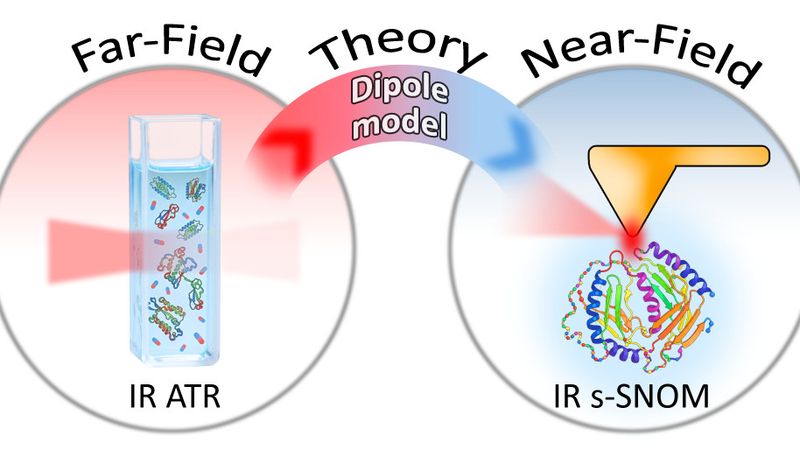 Um eine Brücke zwischen der herkömmlichen Fernfeld- und der nanoskaligen Nahfeld-Infrarotspektroskopie zu schlagen, kombinierte das Team die experimentellen Daten mit dem theoretischen finite-Dipol-Modell, was beschreibt, was auf der Nanoskala geschieht.(Bild:  HZB)