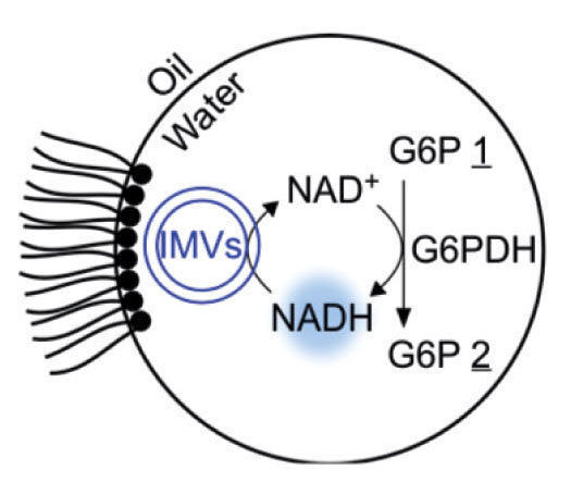 Ein rudimentärer Metabolismus: In einem Wassertropfen, der durch ein Tensid in Öl stabilisiert ist, wird Glucosephosphat (G6P 1) mittels eines Dehydrogenase-Enzyms (G6PDH) zu einem Lacton (G6P 2) oxidiert. Angetrieben wird die Reaktion durch die Umwandlung von NAD+ zu NADH, welches anschließend durch invertierte Membranvesikel (IMVs) recycelt wird. (PI für Dynamik komplexer technischer Systeme)