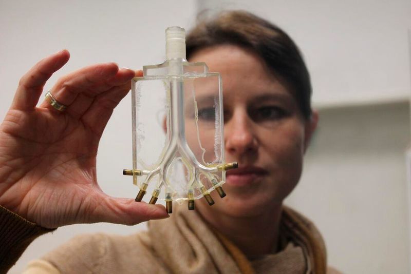Dr. Katrin Bauer betrachtet das Mittel-Teil der im Forschungsprojekt entwickelten Modell-Lunge aus Plexiglas.  (TU Bergakademie Freiberg)