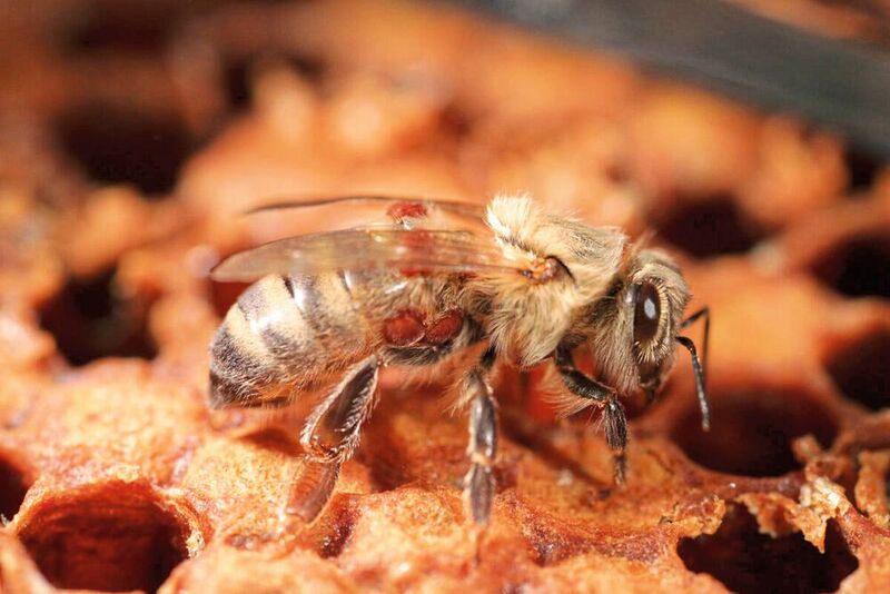 Milbenbefall gefährdet Honigbienen. Die Deutsche Bundesstiftung Umwelt (DBU) fördert die Erforschung einer Bekämpfungsmethode gegen Varroamilben durch das Start-up Interbran Nature und die Landesanstalt für Bienenkunde der Universität Hohenheim. 