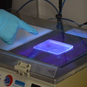 Ein Agarosegel mit DNA- Molekülen wird unter UV-Licht betrachtet.