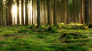 Da Waldböden Schadstoffe lange speichern, sind sie ein guter Gradmesser für die Umweltbelastung. (© ohenze - Fotolia)