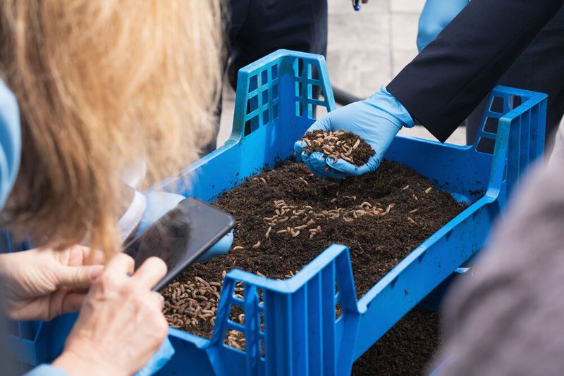 Larven der Schwarzen Soldatenfliege (Bild: ©Fraunhofer IGB)