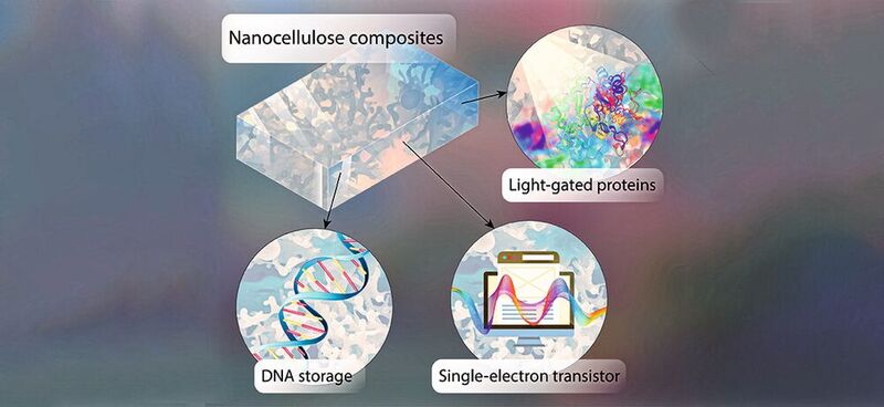 Auf Chips aus halbleitender Nanocellulose lassen sich Informationen in Form von DNA speichern. Lichtgesteuerte Proteine lesen die Informationen ab.