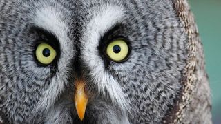 In einem Bartkauz und damit erstmals in einem Wildvogel, wiesen Forscher kürzlich eine Infektion mit dem West-Nil-Virus (WNV) nach. (Symbolbild) (gemeinfrei)