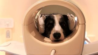 Dog brains can detect speech, and show different activity patterns to a familiar and an unfamiliar language, a new brain imaging study by researchers from the Department of Ethology, Eötvös Loránd University (Hungary) finds. (Eniko Kubinyi)