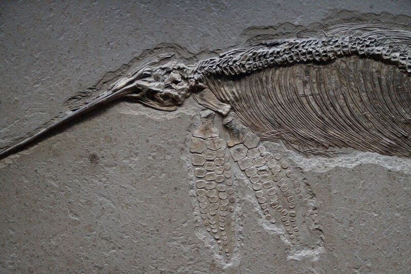 Ichthyosaurs were fish-like reptiles that first appeared about 250 million years ago. (Public Domaine)