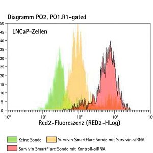 Abb. 3A: Der Survivin-Gen-Knockdown in LNCaP- und SCC12-Zellen war durch Messung der relativen Smartflare-Signale unterscheidbar. Histogramm der Smartflare-Signale, die der Survivin-Expression in LNCaP-Zellen (A) ...