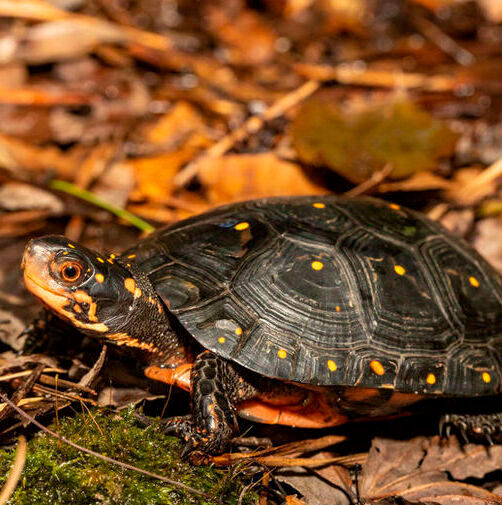 The spotted turtles are endangered species.