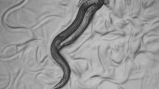 Lichtmikroskopische Aufnahme von Fadenwürmern der Art Caenorhabditis remanei bei der Paarung. Die Würmer sind etwa einen Millimeter lang, das Weibchen – links im Bild – ist etwas größer als das Männchen. (Bild: Nadine Timmermeyer)