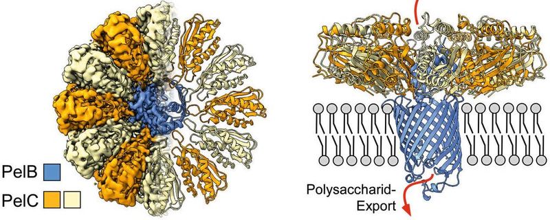 Mittels Kryo-Elektronenmikroskopie konnte die Arbeitsgruppe des Transportkomplexes innerhalb der Zellmembran des Bakteriums rekonstruieren und ermitteln, wie darüber Exportvorgänge stattfinden. (Bild:  HHU / Alexej Kedrov)