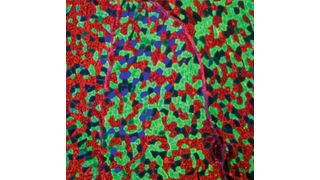 Die ‚innere Uhr‘ von Muskelzellen (hier eine Muskelfaser im Querschnitt) steuert ein ganzes Stoffwechselnetzwerk. (Helmholtz Zentrum München)