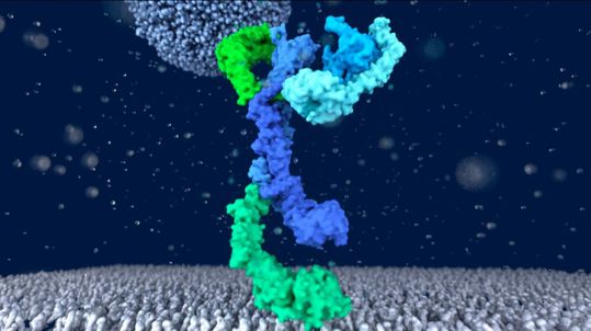 3D-Struktur des HOPS-Proteins aus dem Magen der Zelle 3D-Struktur des HOPS-Proteins aus dem Magen der Zelle