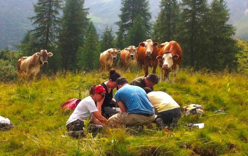 Beobachter verfolgen mit Interesse, wie Innsbrucker MikrobiologInnen in Val di Rabbi, im italienischen Trentino, dem Abbau von Totholz auf den Grund gehen. (Judith Ascher-Jenull)