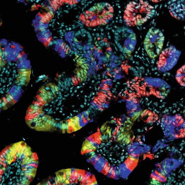 Schnitt durch den Darm: Oberste Zellschicht der Darmwand, sichtbar gemacht durch verschiedene fluoreszierende Proteine (Mausmodell). ((c) Diefenbach/Charité)
