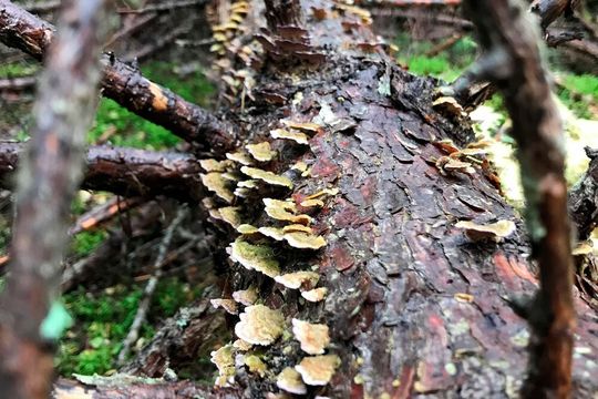 Seen from above, Trichaptum is light green.(Source:  Inger Skrede/ UiO)