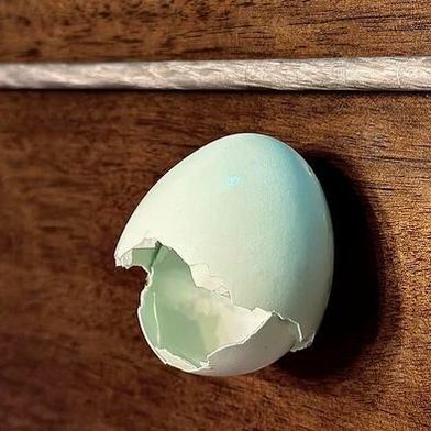 Researchers have demonstrated a technique that uses powdered eggshells to produce high-quality magnesium alloys, which have a wide variety of automotive, aerospace and biomedical applications. The eggshells are used as a low-cost, environmentally sustainable alternative to conventional calcium materials, which are manufactured from ore using an energy-intensive process. This photo shows an eggshell next to a rod of egg-shell modified magnesium alloy. (Source: Bharat Gwalani, NC State University)