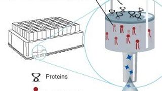 Funktionprinzip der neuen Aufreinigungsplatten (Bild: Phenomenex)
