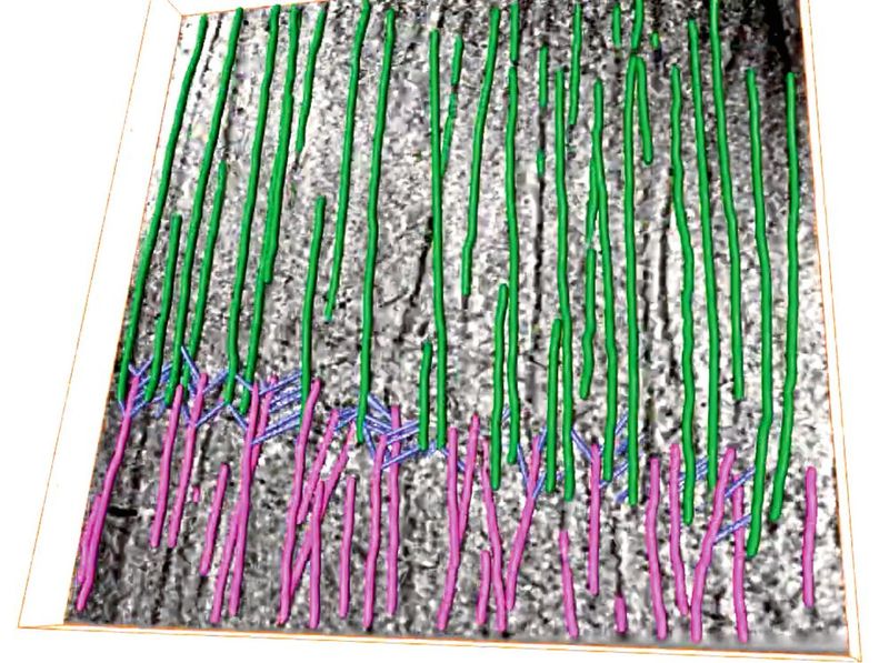 Forscher haben Detaileinblicke in den Aufbau von Muskelzellen gewonnen. Hier zu sehen:  a-Actinin (blau), das Aktinfilamente (grün, rosa) vernetzt.