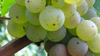 Abb. 1: Weintraube mit Botrytis cinerea infizierten Beeren (Hochschule Geisenheim)