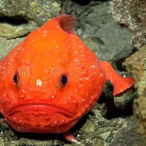 A Chaunax documented on the southwestern flank of Rapa NuiA Chaunax (genus of bony fish in the sea toad family) documented during Dive 664, a transect is located on the southwestern flank of Rapa Nui. The dive began at ~600 m depth and traveled upslope to ~200-300 m. The island is located near the western extent of the Salas y Gómez Ridge of underwater mountains.(Source:  ROV SuBastian / Schmidt Ocean Institute)