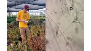 Nick Rajtar, a postdoctoral associate in the College of Food, Agricultural and Natural Resource Sciences, sampling rhododendron plants at a Minnesota nursery (left). The sudden oak death pathogen, Phytophthora ramorum, under the microscope (right). (Source: University of Minnesota)