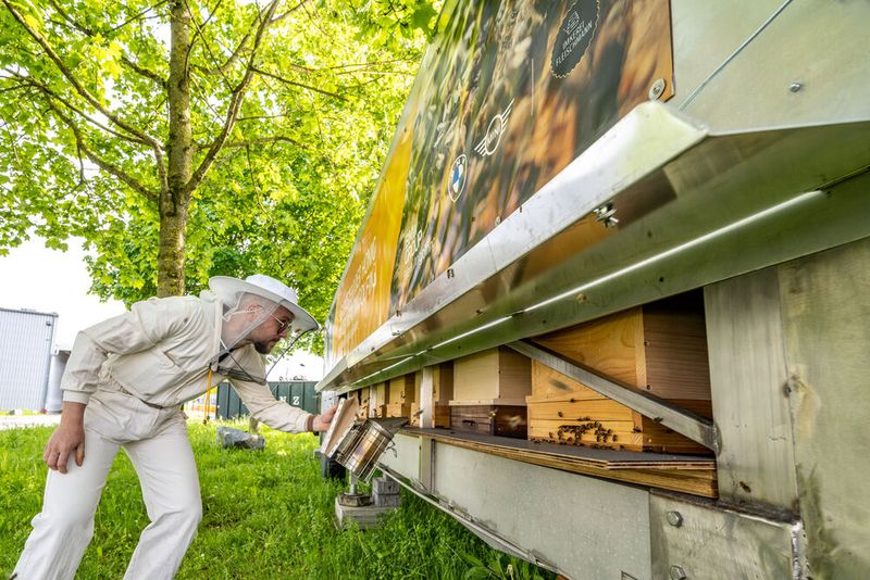 Bis zu einer Million Bienen will BMW am Standort Dingolfing ansiedeln. (Bild: Armin Weigel/BMW)