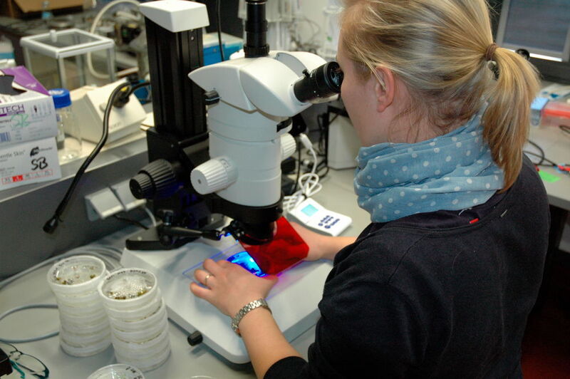 Fig. 5: Dr. Janina Metje-Sprink inspects transformed somatic soy embryos on the fluorescence microscope ... (Ottleben / LABORPRAXIS)