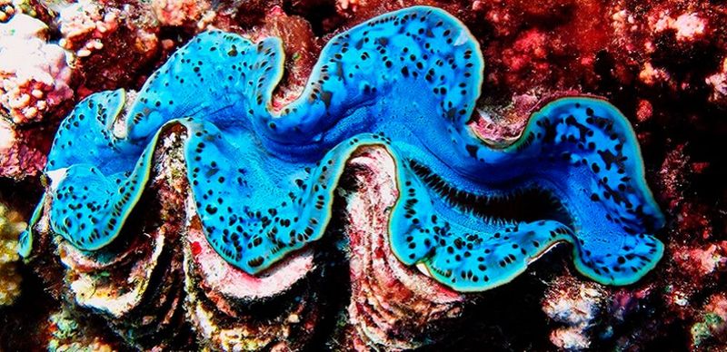 The photoprotective effect enables giant calms to live in very shallow tropical waters where there is enough light for photosynthesis, but also potentially harmful UV radiation levels. (Source: Susann Rossbach)