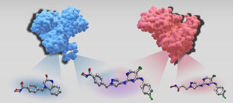 Dreidimensionale Strukturen von zwei Zielproteinen, Histon-Deacetylase 6 (blau) und Tyrosine-Proteinkinase JAK2 (rot), zusammen mit jeweils einem selektiven Inhibitor. Der duale Inhibitor in der Mitte ist gegen beide Enzyme aktiv.(Bild:  Sanjana Srinivasan & Jürgen Bajorath)