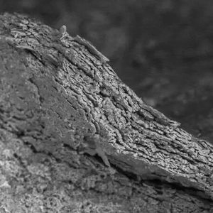 The fossil skin under an electron microscope, showing mineralised cell layers.(Source:  Dr Zixiao Yang)