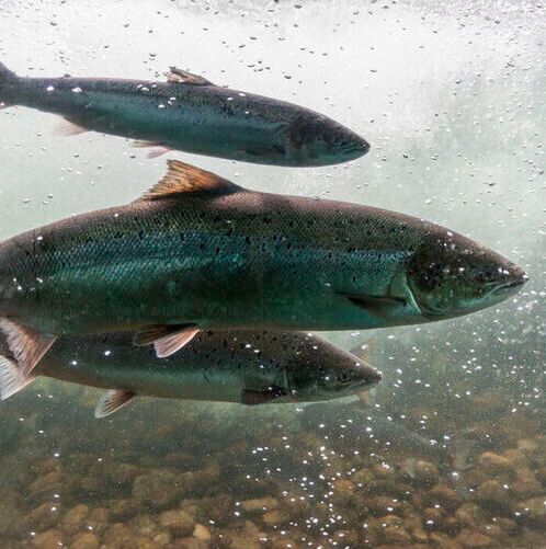 The 24-plus whitefish species in the large perialpine lakes have all developed since the last ice age. The 24-plus whitefish species in the large perialpine lakes have all developed since the last ice age.