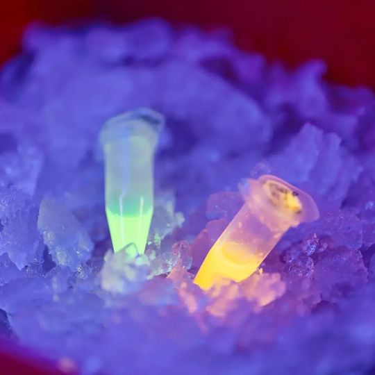 Proben des gereinigten Proteins, bei der grünen Probe hat der Farbwechsel noch nicht stattgefunden, bei der rötlichen Probe ist er gut sichtbar.(Bild:  Astrid Eckert)