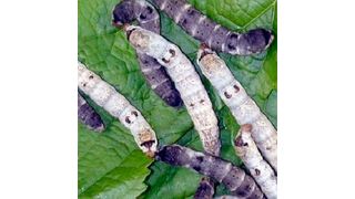 The team has engineered silkworms to produce E-selectin, a critical adhesion molecule involved in inflammation, cancer and other disease processes. (Takahiro Kusakabe & Jae Man Lee, Kyushu University)