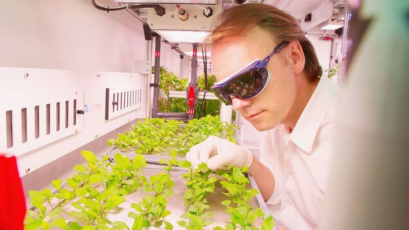 Wissenschaftler inspiziert die Pflanzen im Eden ISS Gewächshaus.  (EDEN ISS / CC BY 3.0)