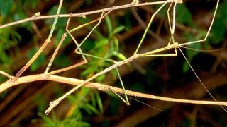 Pärchen der malaysischen Stabschrecke Phobaeticus serratipes. ... (Ausschnitt)  (Christoph Seiler)