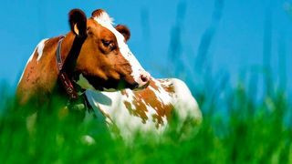 Die Menge der in der Tiermedizin abgegebenen Antibiotika in Deutschland sank im Jahr 2017 um 1,2 % auf 733 Tonnen. (Symbolbild) (gemeinfrei)