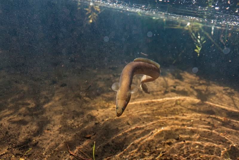 Gelbaal (Jugendstadium) unter Wasser (© Marko Freese)