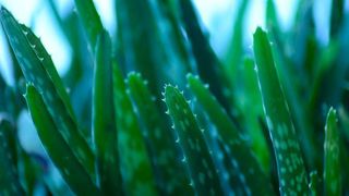 Die Gattung Aloe umfasst circa 250 Arten. Die bekannteste Art ist Aloe barbadensis auch als Aloe
vera bekannt, deren Blattmark als Aloe-vera-Gel vielseitige Verwendung im Lebensmittel- und
Kosmetikbereich findet. (gemeinfrei)