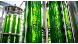 Researchers have developed a low-energy way to distribute sunlight more evenly throughout algae cultivation systems. (Source: Michigan State University)