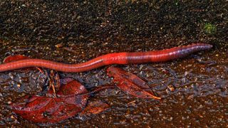 0105236331 (Bild: gemeinfrei)