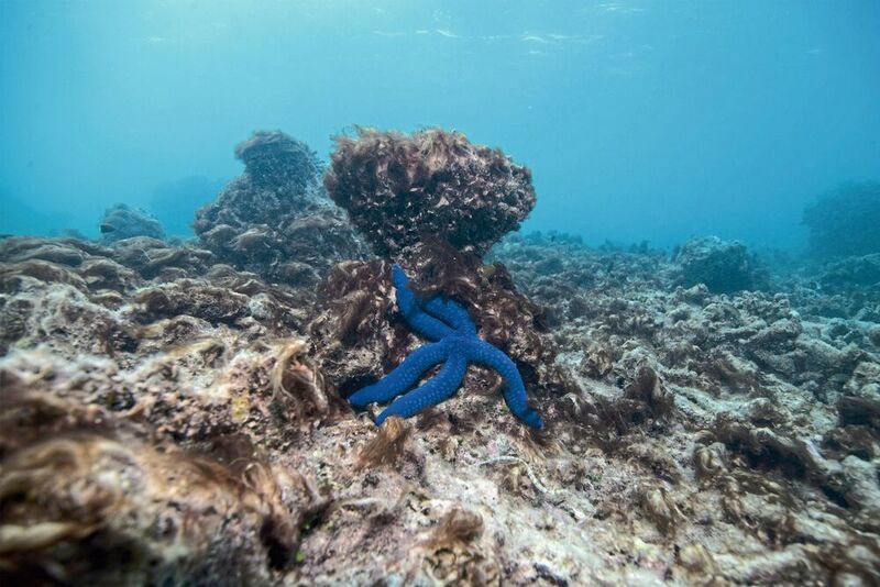 Düstere Zukunft: Nach dem Bleeching ist das endgültige Absterben des Riffs meist nicht mehr fern. (THE OCEAN AGENCY)
