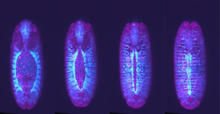 Zelluläres „Speed-Dating“ In einer Studie zeigen Forscher, wie Herzmuskelzellen im Entwicklungsprozess miteinander „matchen“. Diese Zellen müssen sich genau ausrichten und paaren, um ein funktionierendes Herz zu bilden. Mit so genannten Filopodien – tentakelartige Ausstülpungen – suchen die Zellen nach passenden Partnern. Wenn sie sich falsch verbinden, erzeugen Proteine Wellen, die die Zellen wieder trennen, damit sie den richtigen Partner finden.  Das Bild zeigt die Entstehung eines Herzes: das Herz (cyan) entsteht aus zwei entfernt liegenden Regionen des Embryos (linke Aufnahme). Diese Regionen wandern zur Mittellinie des Embryos, wo sie sich zu einem Rohr verbinden und die erste Herzstruktur bilden (rechte Aufnahme). Eine präzise Ausrichtung und Paarung dieser Zellen ist entscheidend für die richtige Herzentwicklung.   Hier gehts zur Originalmeldung Wissenschaftsbild des Tages vom 13.3.2025 Bildquelle: Embryo hearts:  Eurek Alert, Thamarailingam Athilingam and Kate McDole (CC BY SA)   (Bild: Thamarailingam Athilingam and Kate McDole (CC BY-SA))