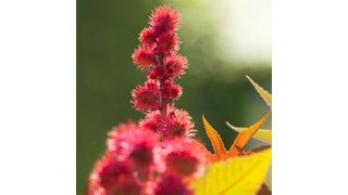 Arkema announces a major investment plan in its biosourced polyamide 11 chain. (Arkema)