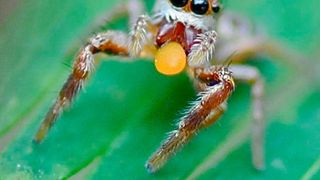 Springspinne Baheera kiplingi: Jungtier beim Verzehr eines so genannten „Beltian body“ einer Akazie in Akumal, Mexico. Dabei handelt es sich um fett- und proteinreiche Absonderungen auf den Blättern der Akazien. (Bild: Eric J. Scully, Harvard University)