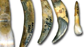 Von Neandertalern während der archäologischen Kultur „Châtelperronien“ hergestellter Körperschmuck aus der Grotte du Renne in Arcy-sur-Cure in Frankreich. (Ausschnitt) (© Marian Vanhaeren)